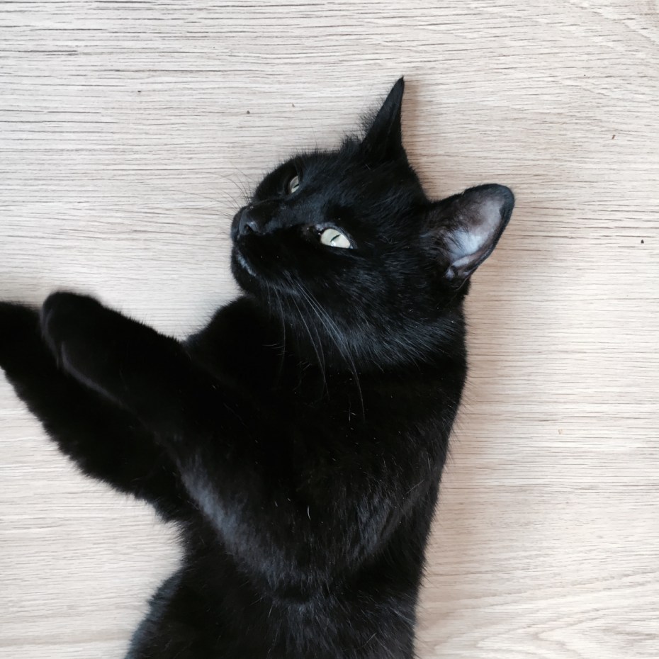 Чёрные коты Эстетика