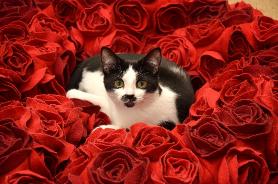 Коты в розах
