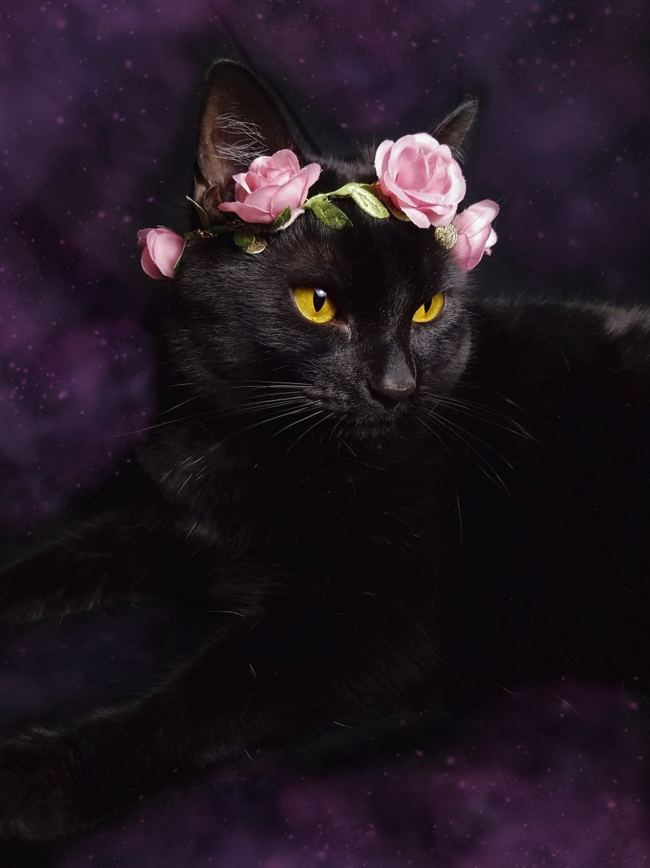 Черный кот в короне