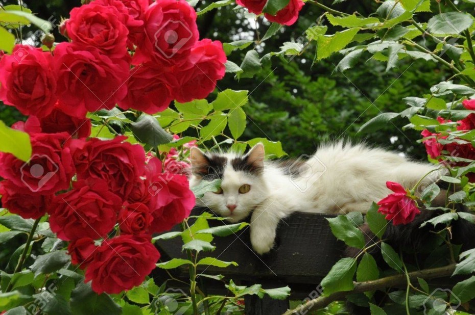 Котик с розой