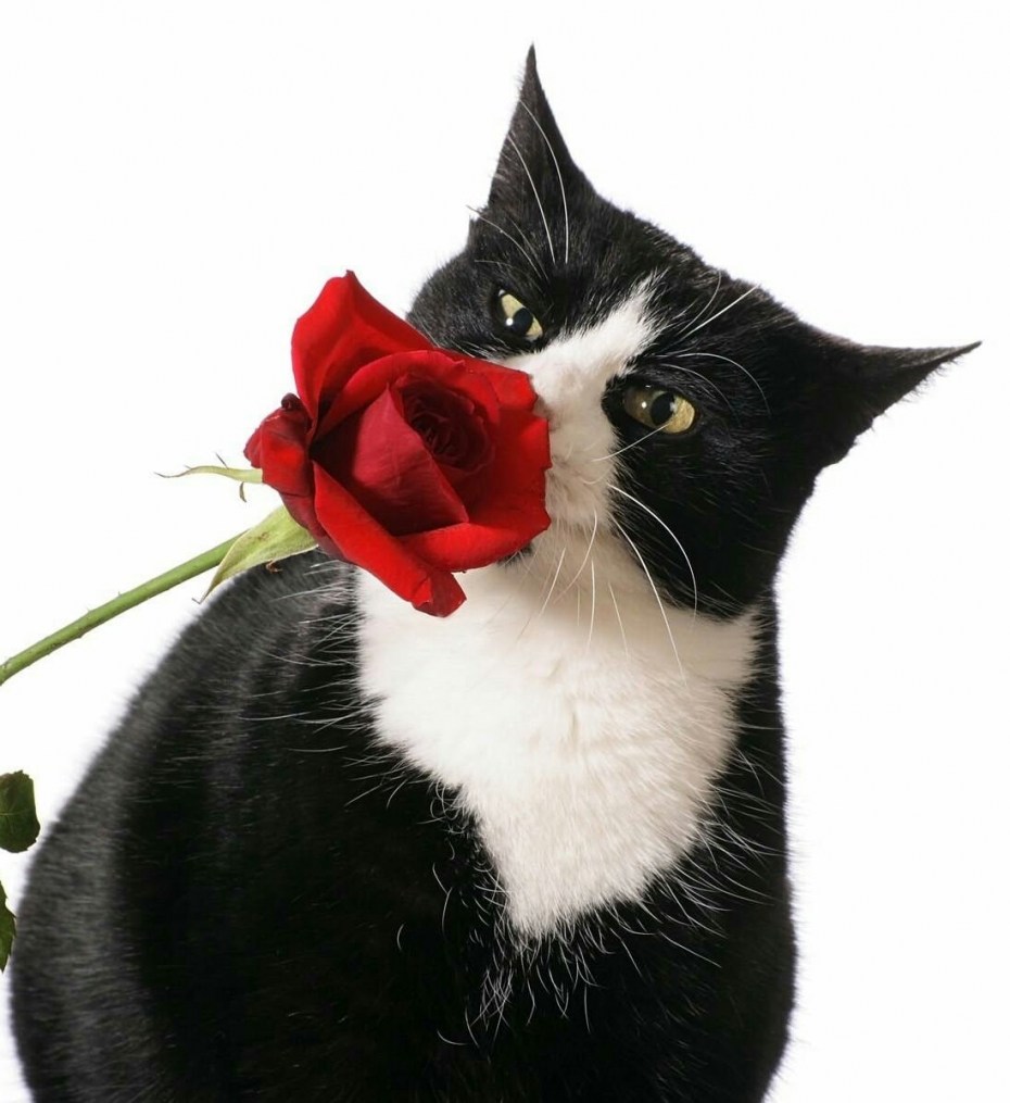 Кот и розы