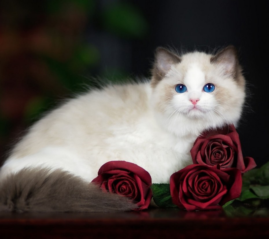 Вислоухий котенок Рэгдолл