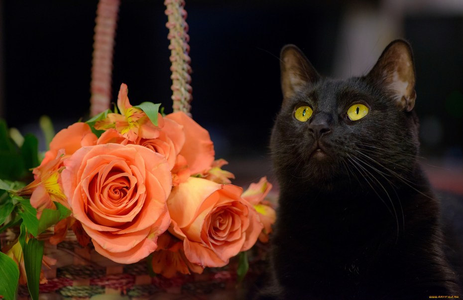Котики и цветы