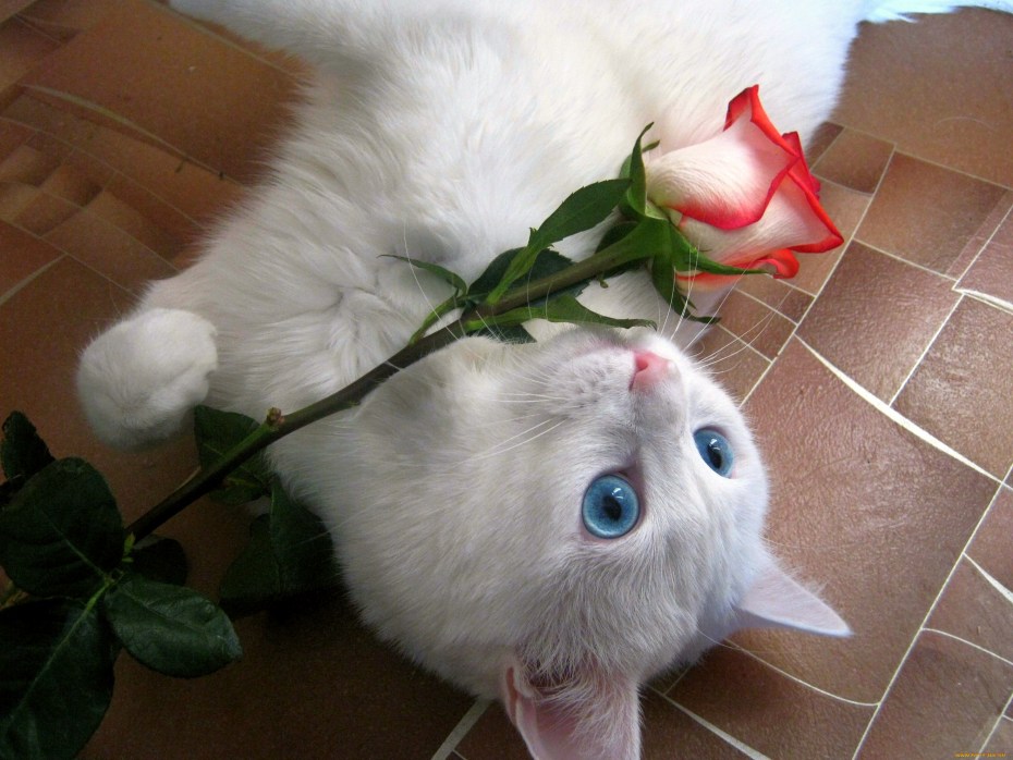 Белый котенок в розах