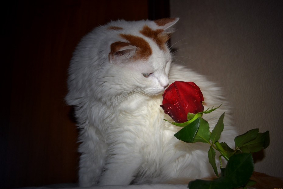 Кошки с розами