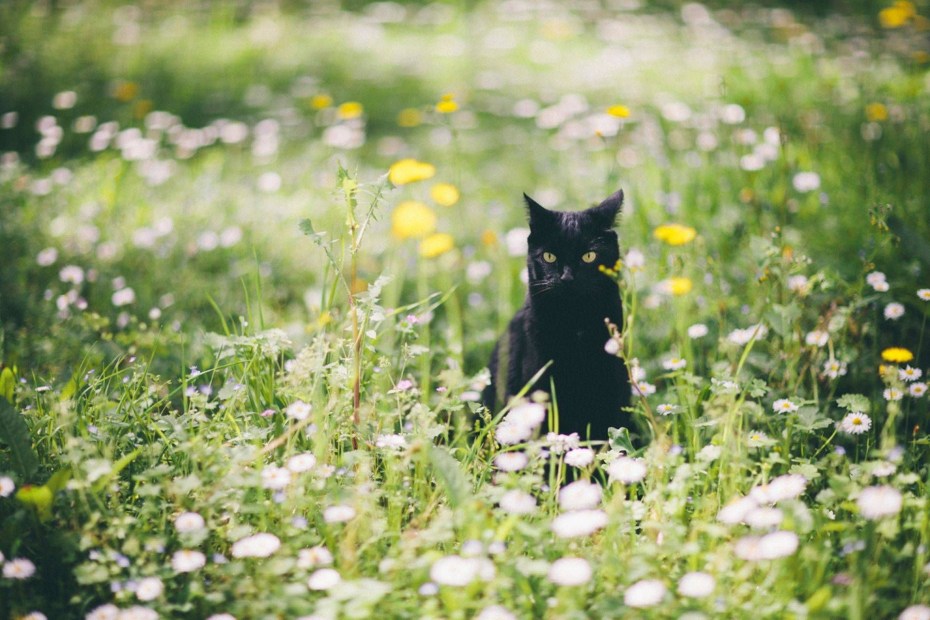 Весенние коты