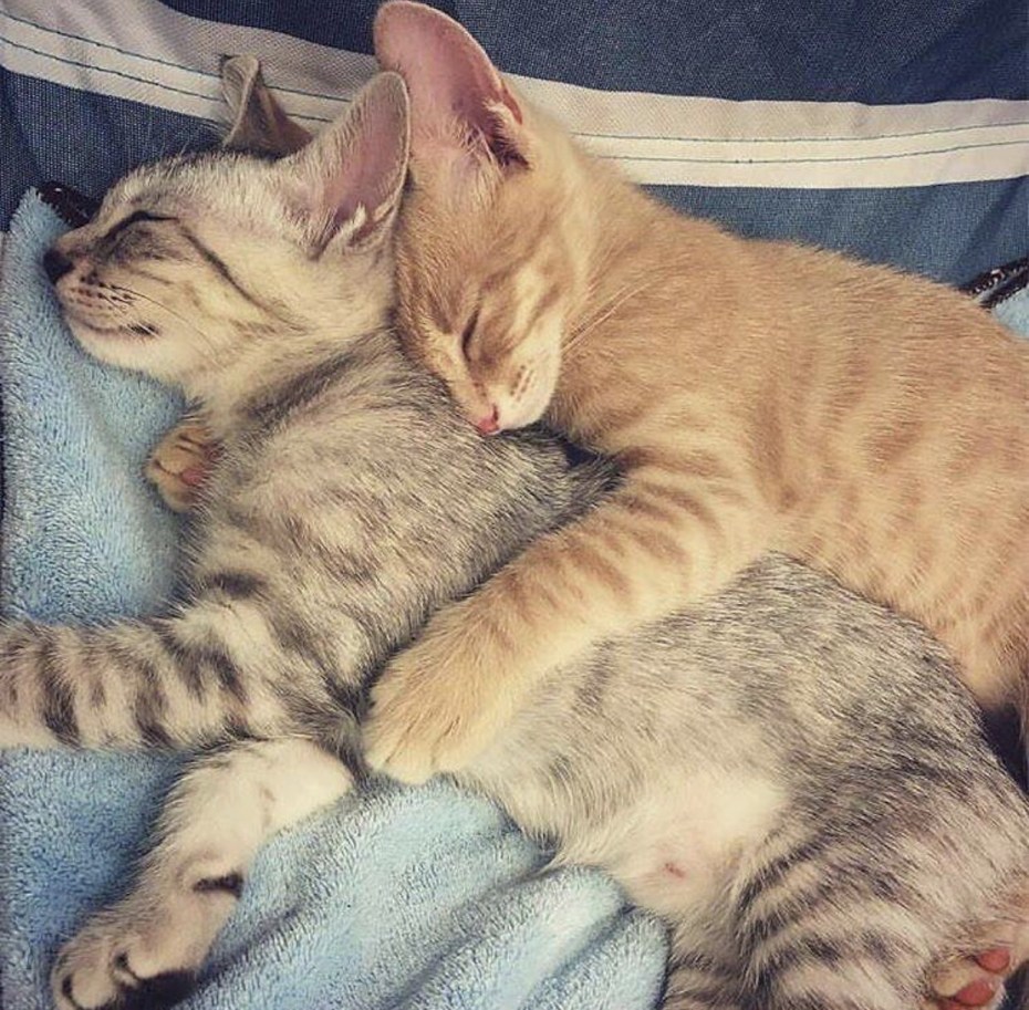 Котики обнимаются