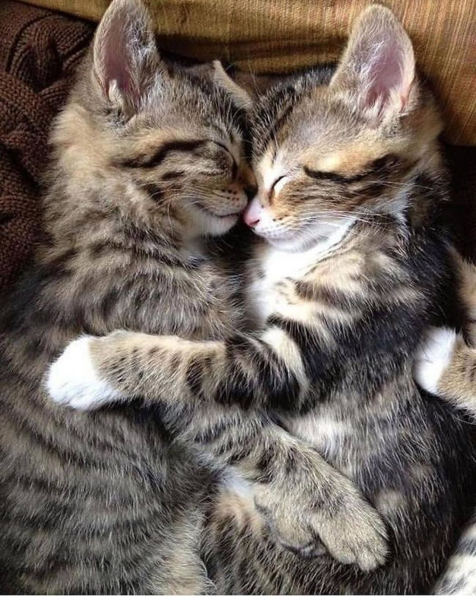 Котики обнимаются