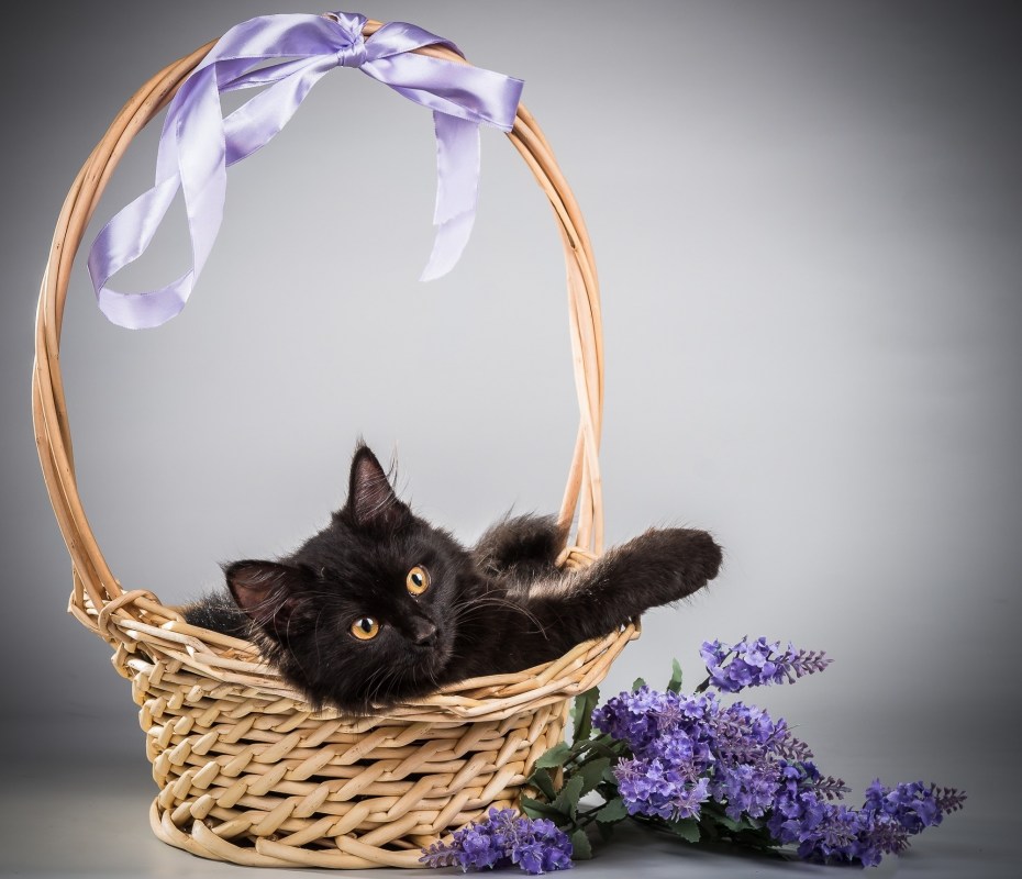 Котята в корзинке