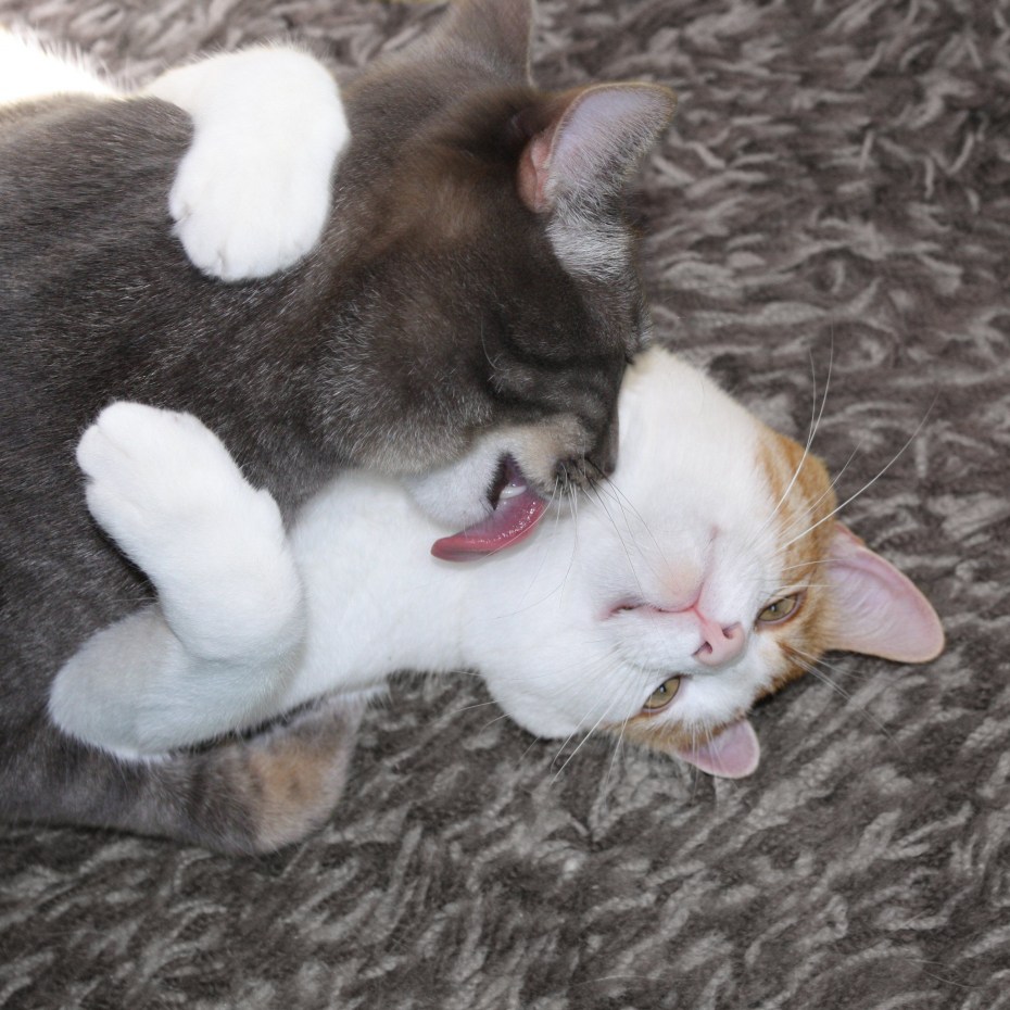 Котики милуются