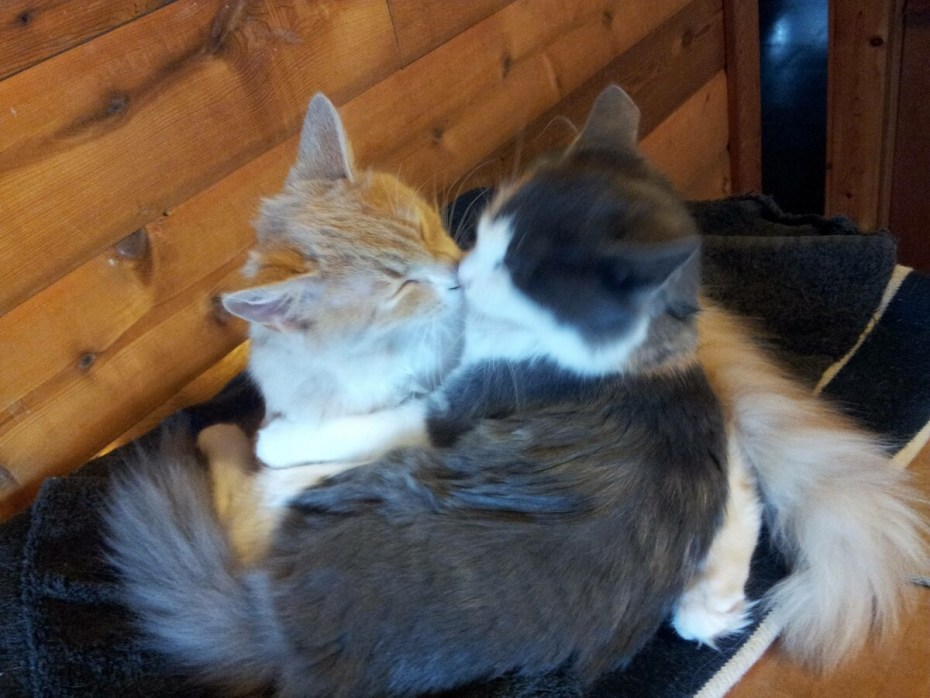 Котики обнимаются