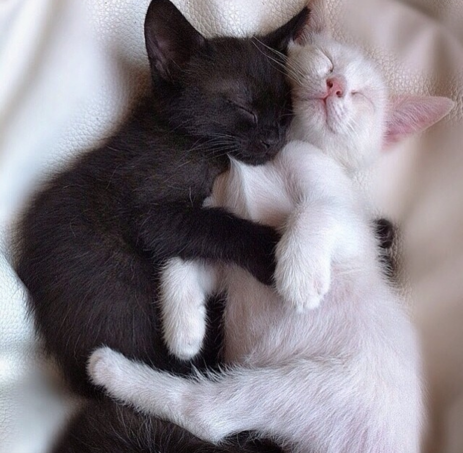 Коты любовь