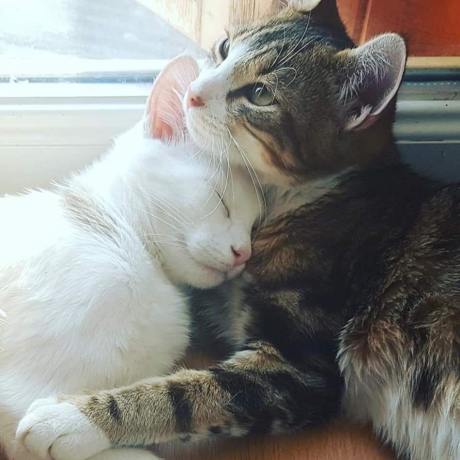 Коты обнимаются