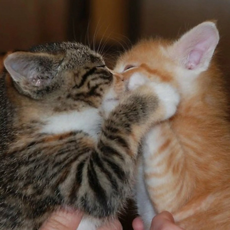 Котята обнимаются