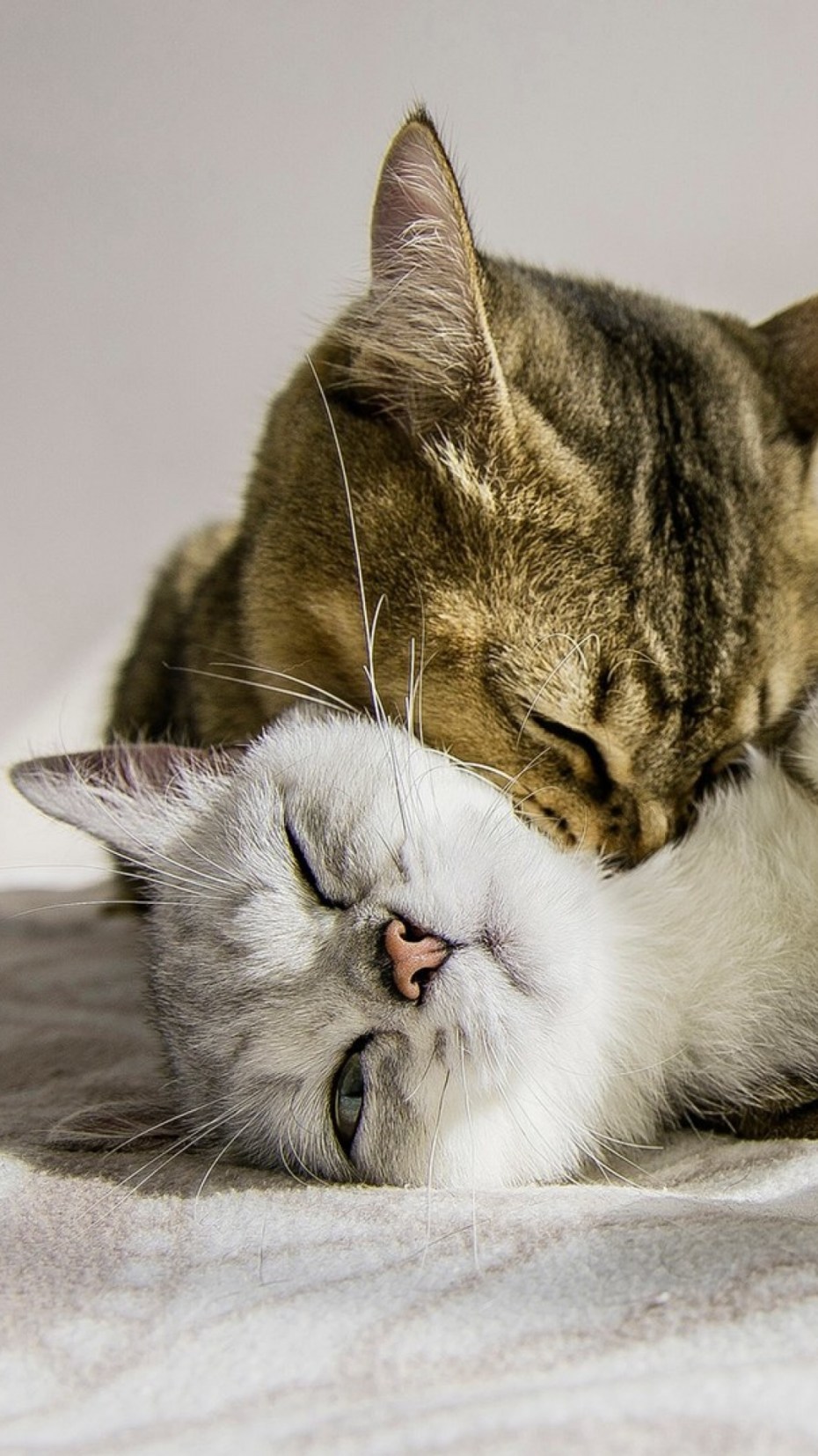 Котики любовь