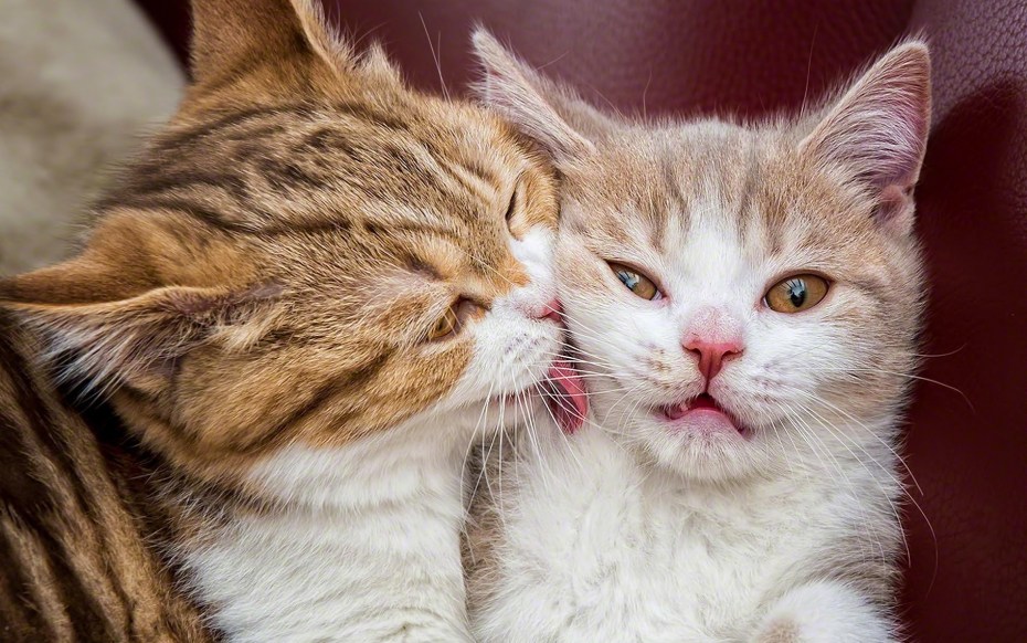 Кошачья любовь