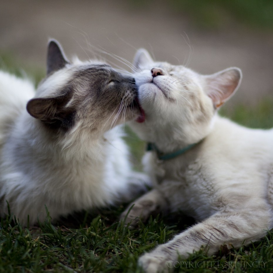 Котики любовь