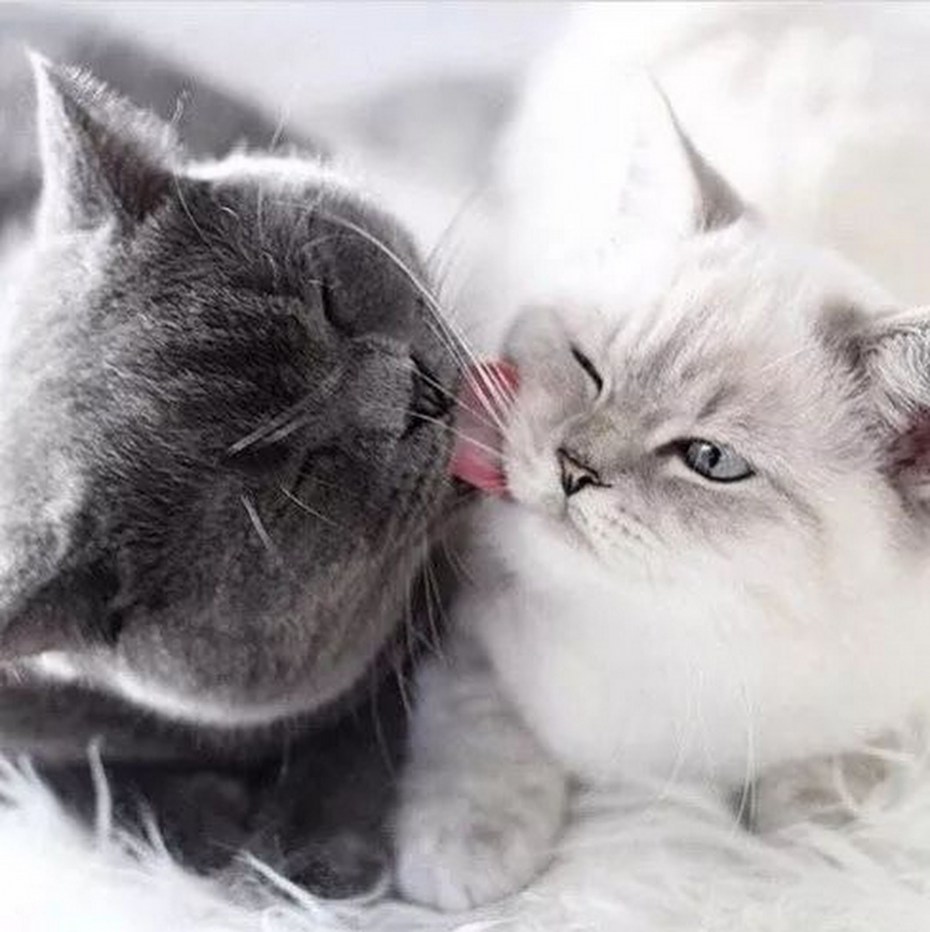 Котенок целует