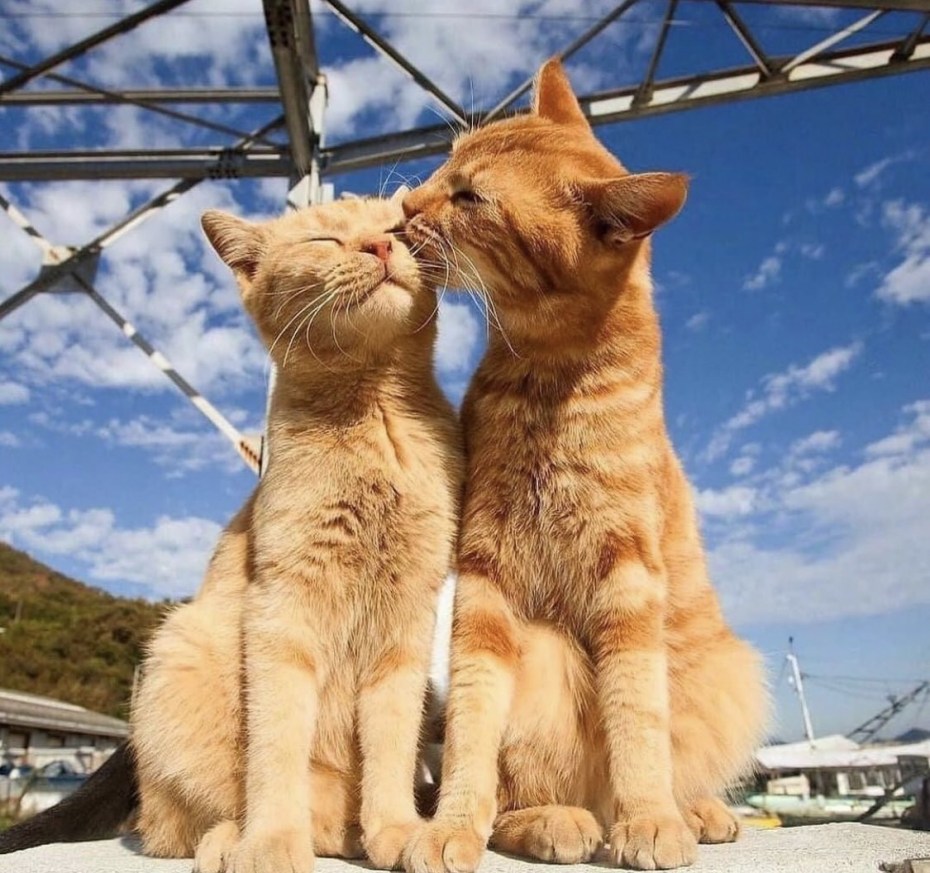 Влюбленные кошки