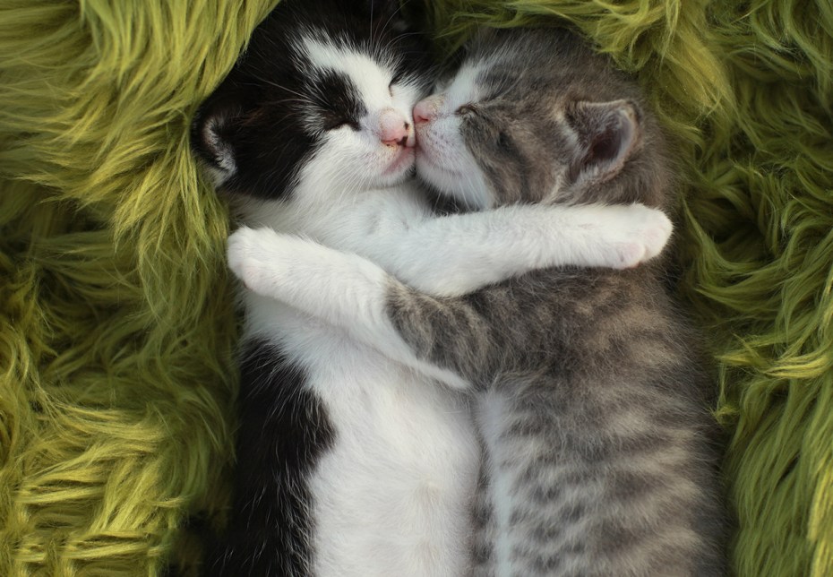 Милые котики