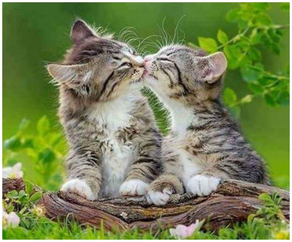 Поцелуй котят