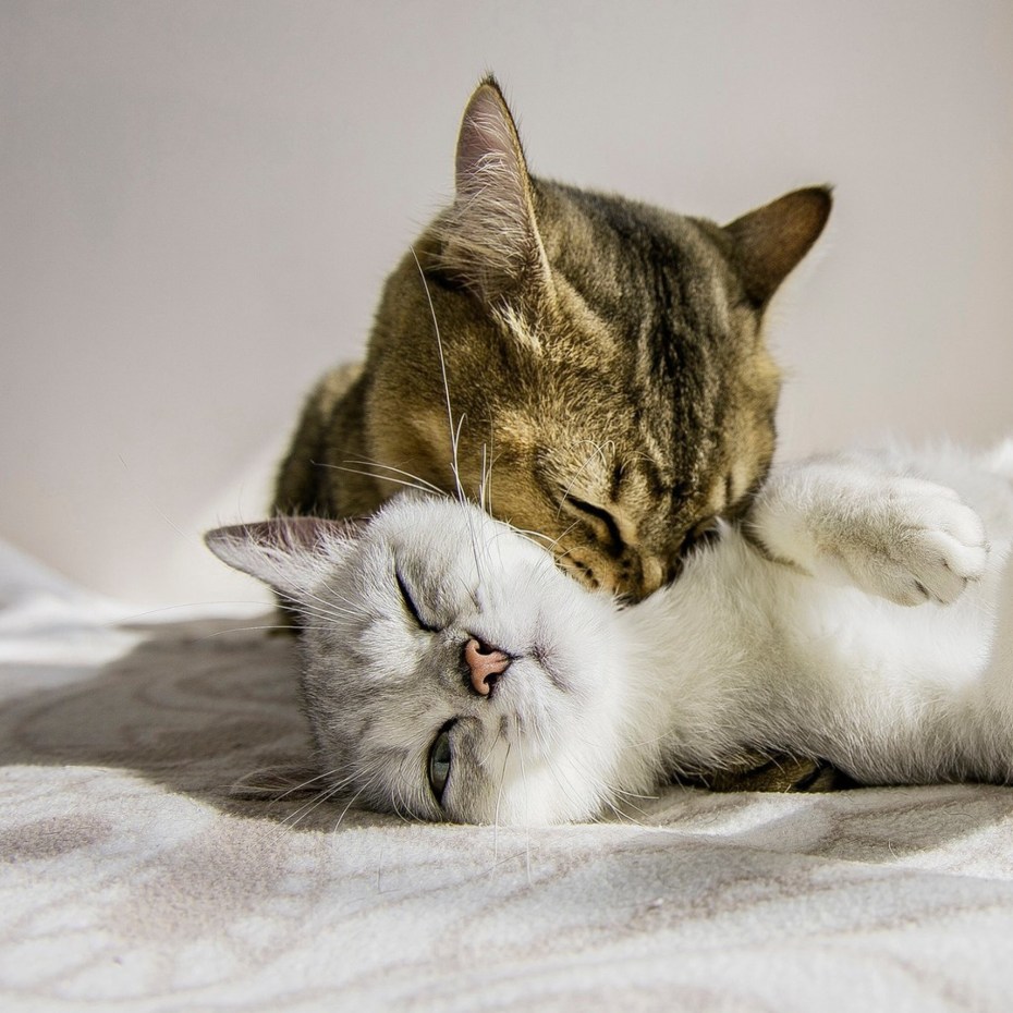 Влюбленные кошки