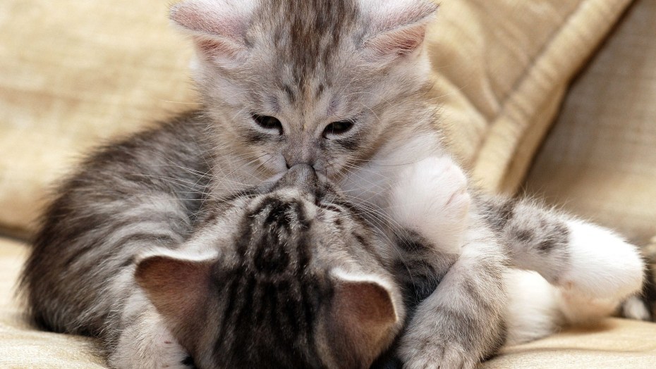 Котики обнимаются