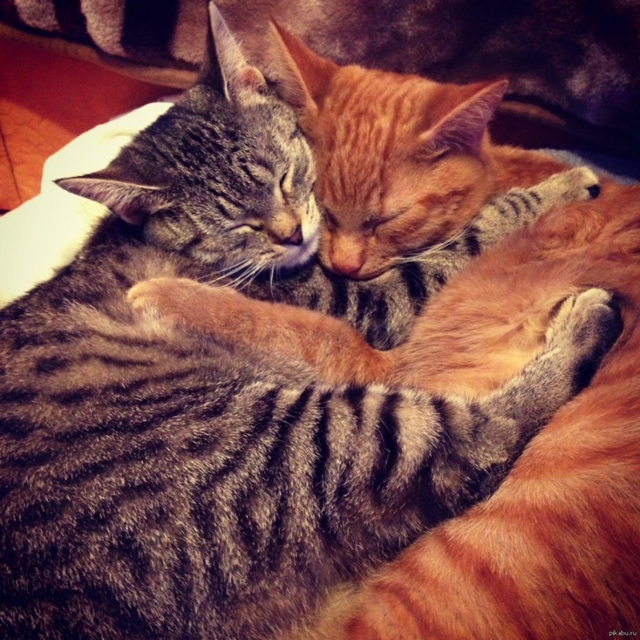 Котята обнимаются
