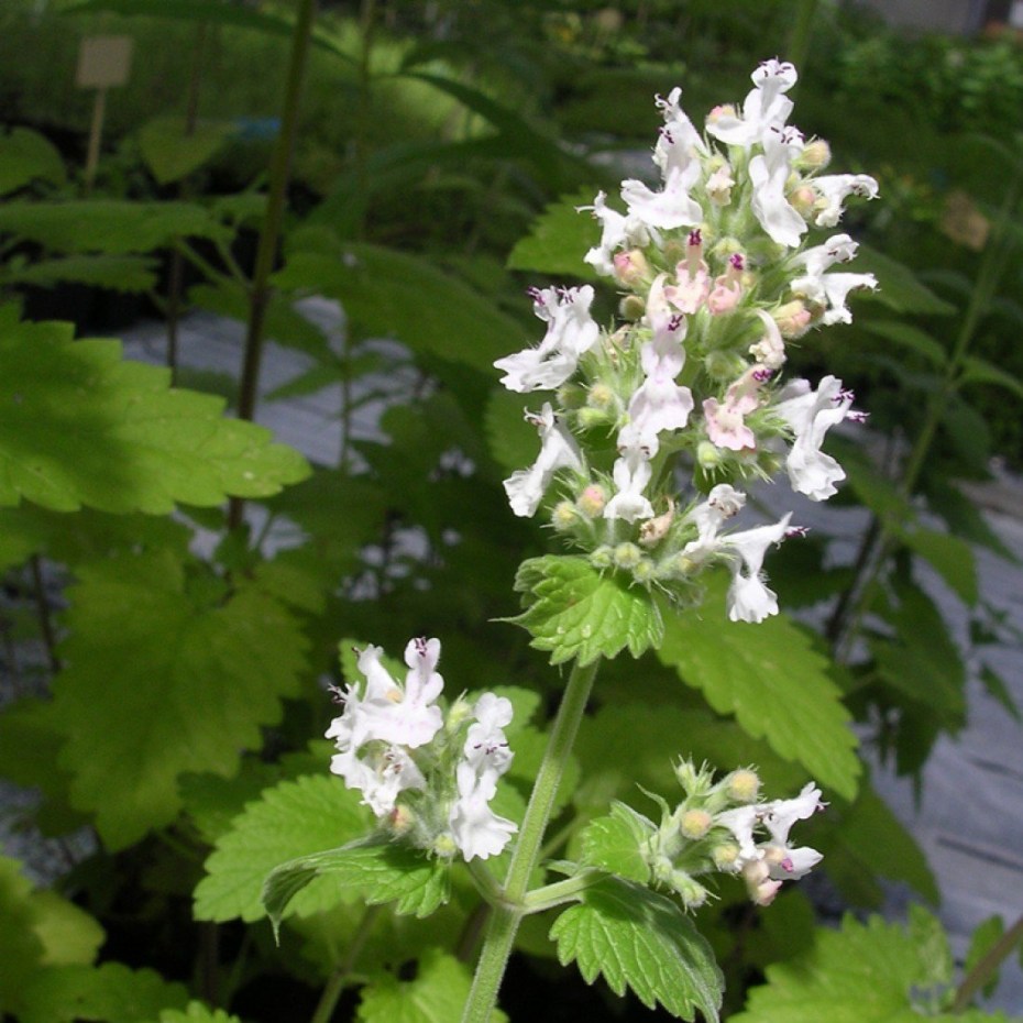 Котовник кошачий (Nepeta cataria)