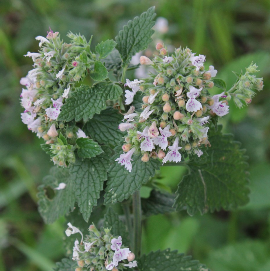 Котовник кошачий (Nepeta cataria)