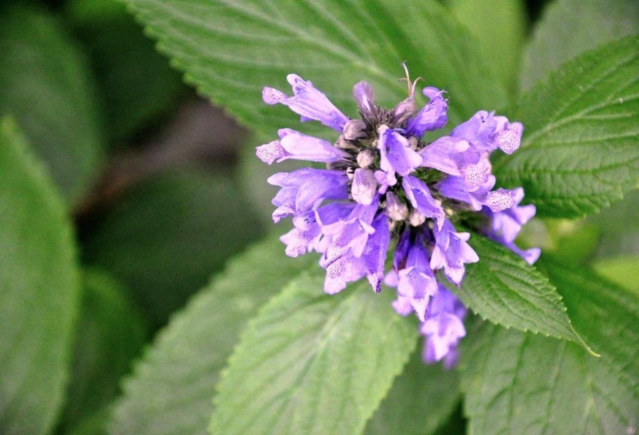 Котовник кошачий (Nepeta cataria)