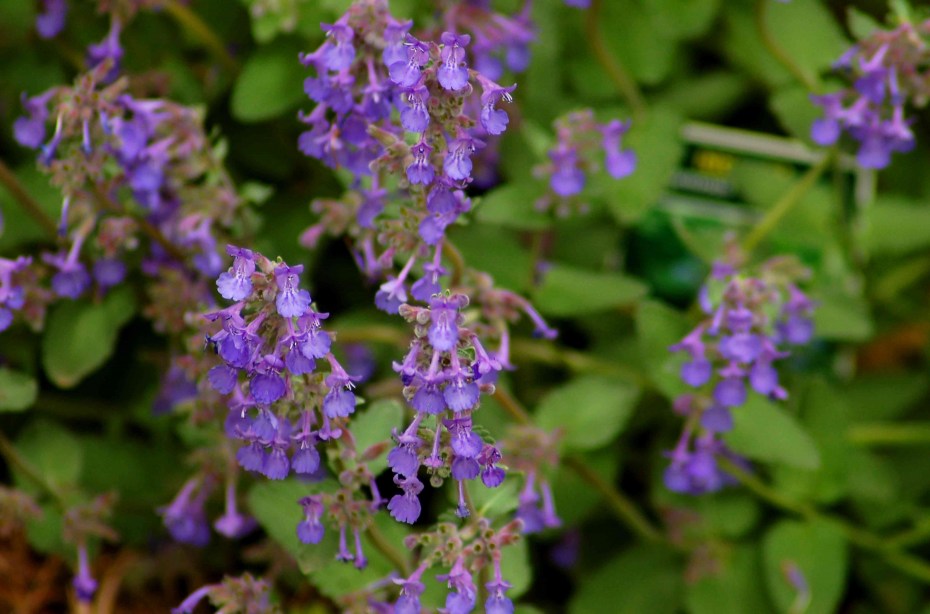 Котовник кошачий (Nepeta cataria)