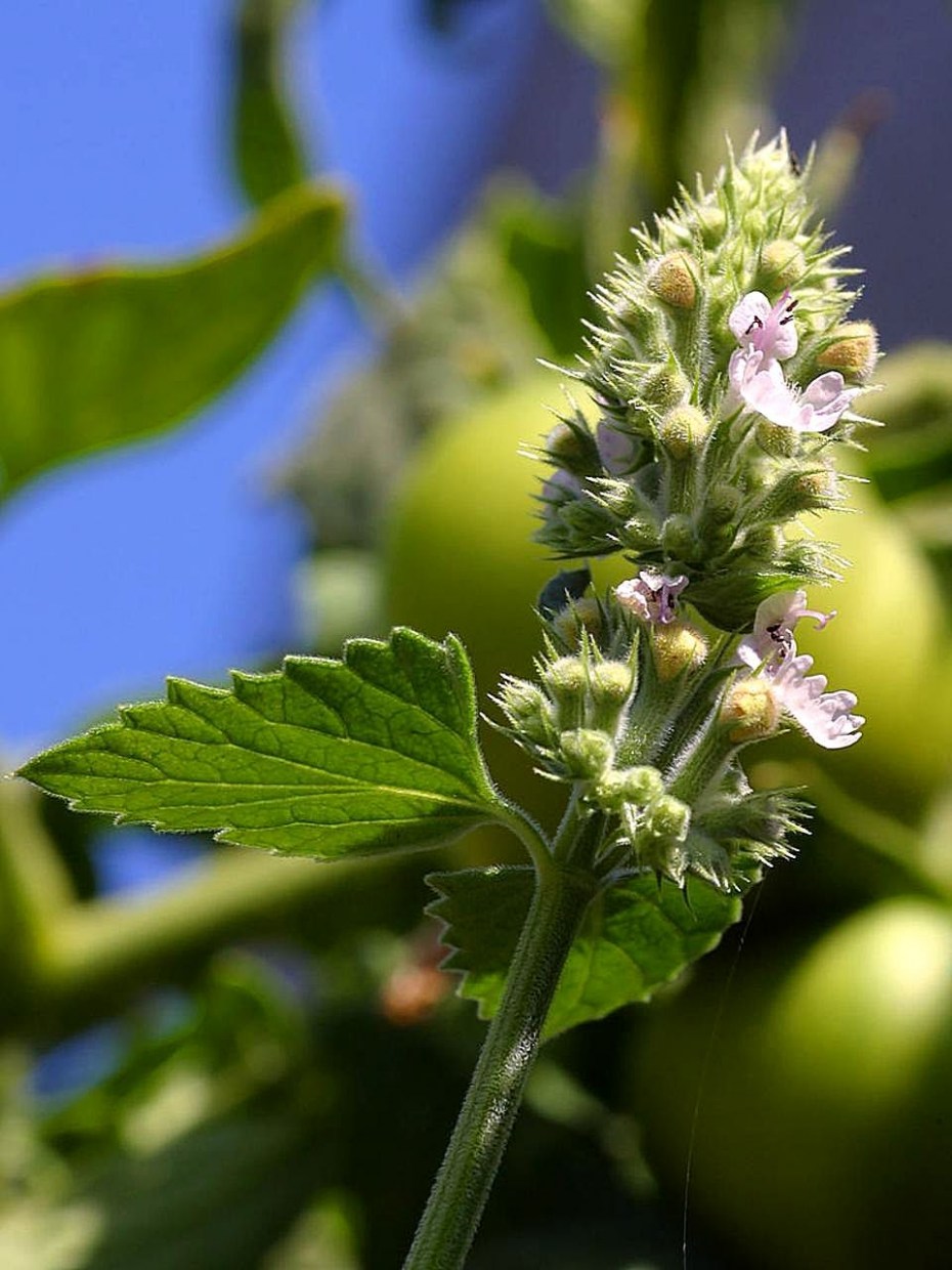 Котовник Фассена (Nepeta faassenii)