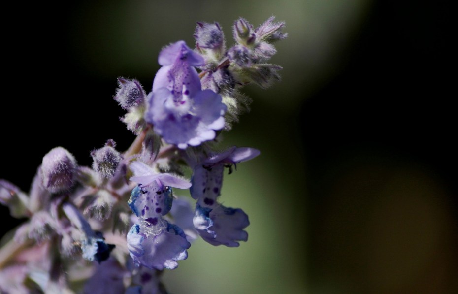 Котовник кошачий (Nepeta cataria)