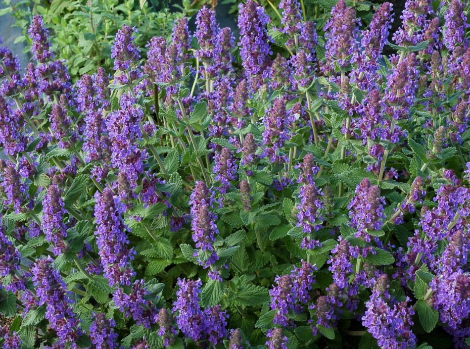 Котовник кистевидный Nepeta racemosa