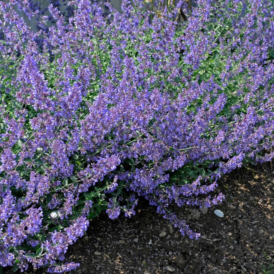 Трава котовник кошачий