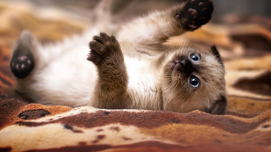 Сиамская вислоухая кошка