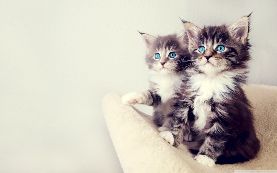 Картинки котят