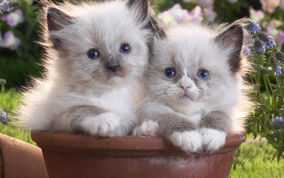 Хорошенький котенок