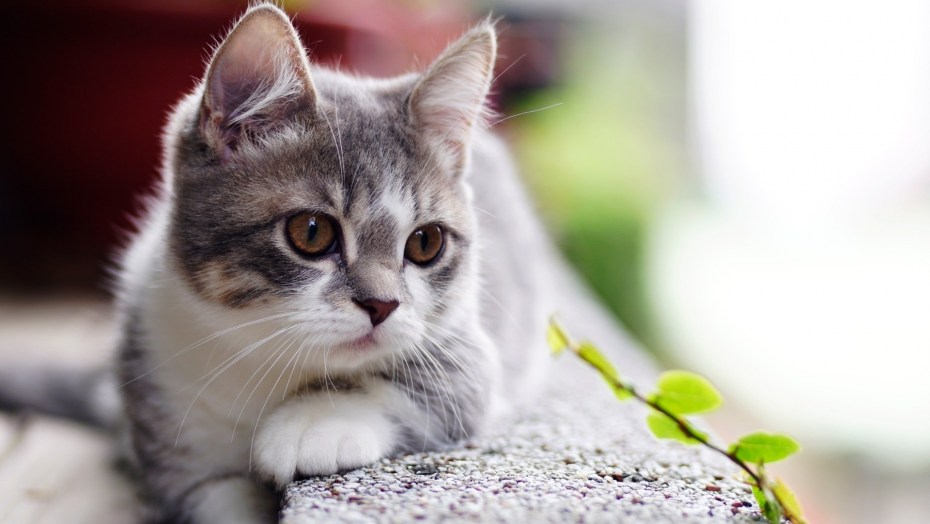 Хорошенький котик