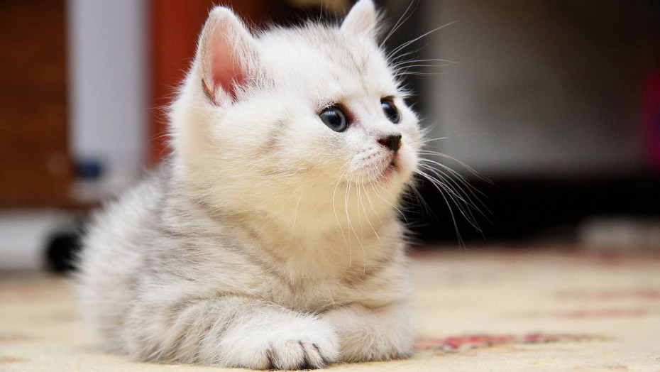 Милый кот