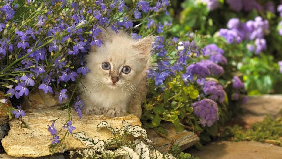 Котики в цветах