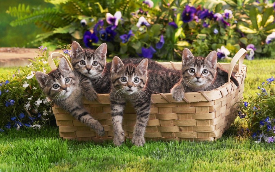 Котики на природе