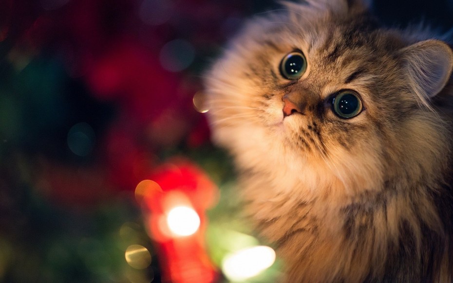 Милые котики