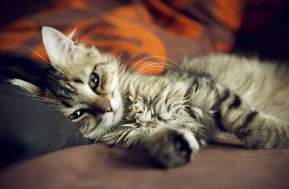 Милая кошка