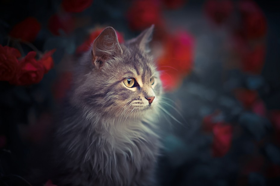 Красивый кот