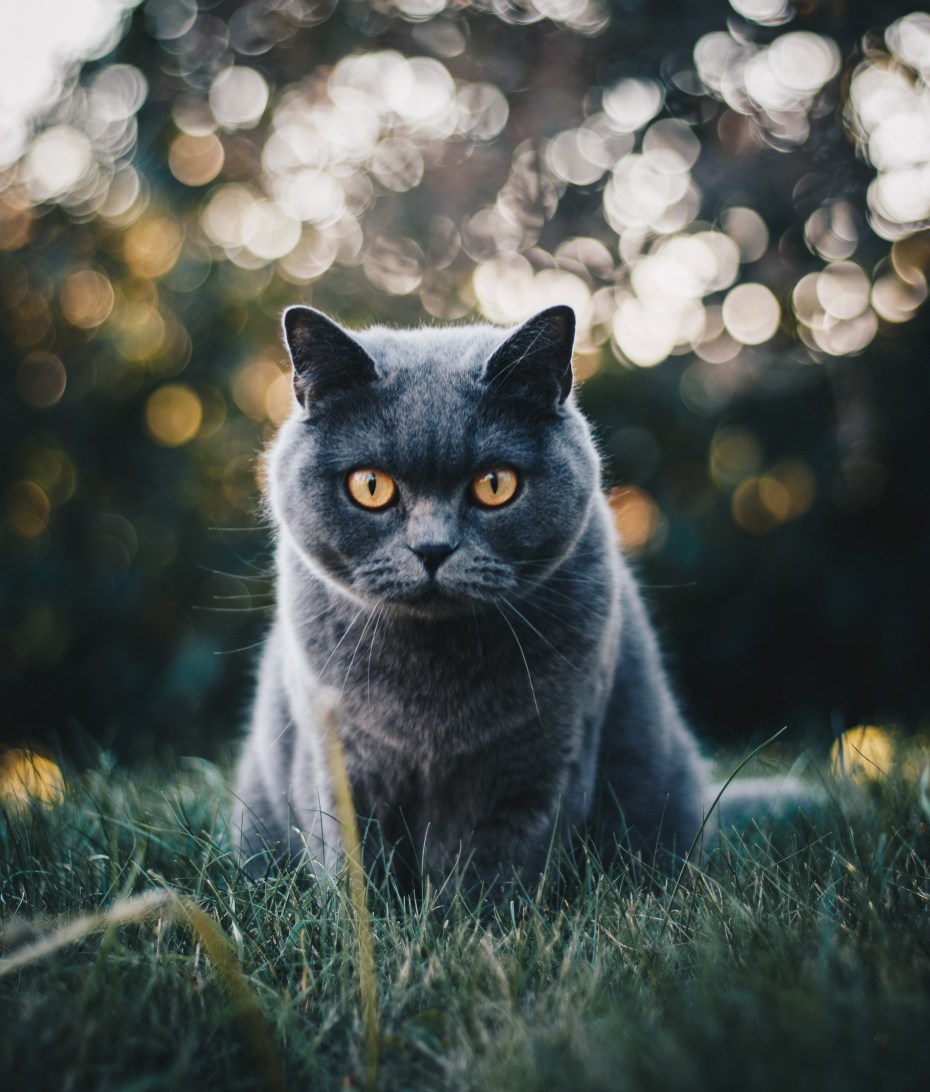 Котики на рабочий стол