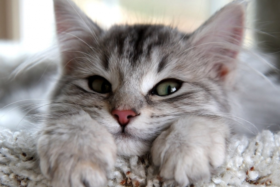Милая кошка