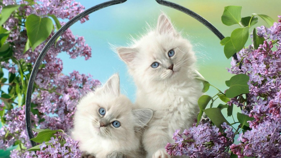 Красивые котики