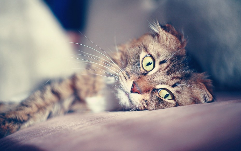 Красивые котики